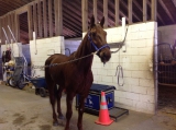 buckeyeincharge