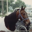 BUCKEYE HARNESS HORSE LOVERS