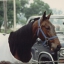 BUCKEYE HARNESS HORSE LOVERS