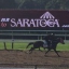 MrSaratoga