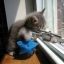 SMOKEYBOY